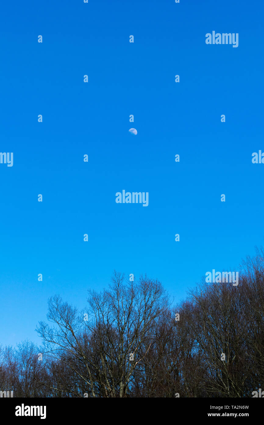 La lune s'élevant au-dessus de la cime des arbres d'une forêt dans le Nord de New York contre un ciel sans nuages bleu clair Banque D'Images