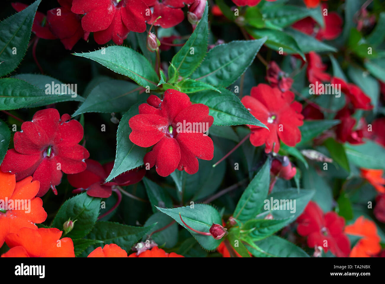 Les fleurs rouges d'Impatiens Nouvelle Guinée plantes Banque D'Images