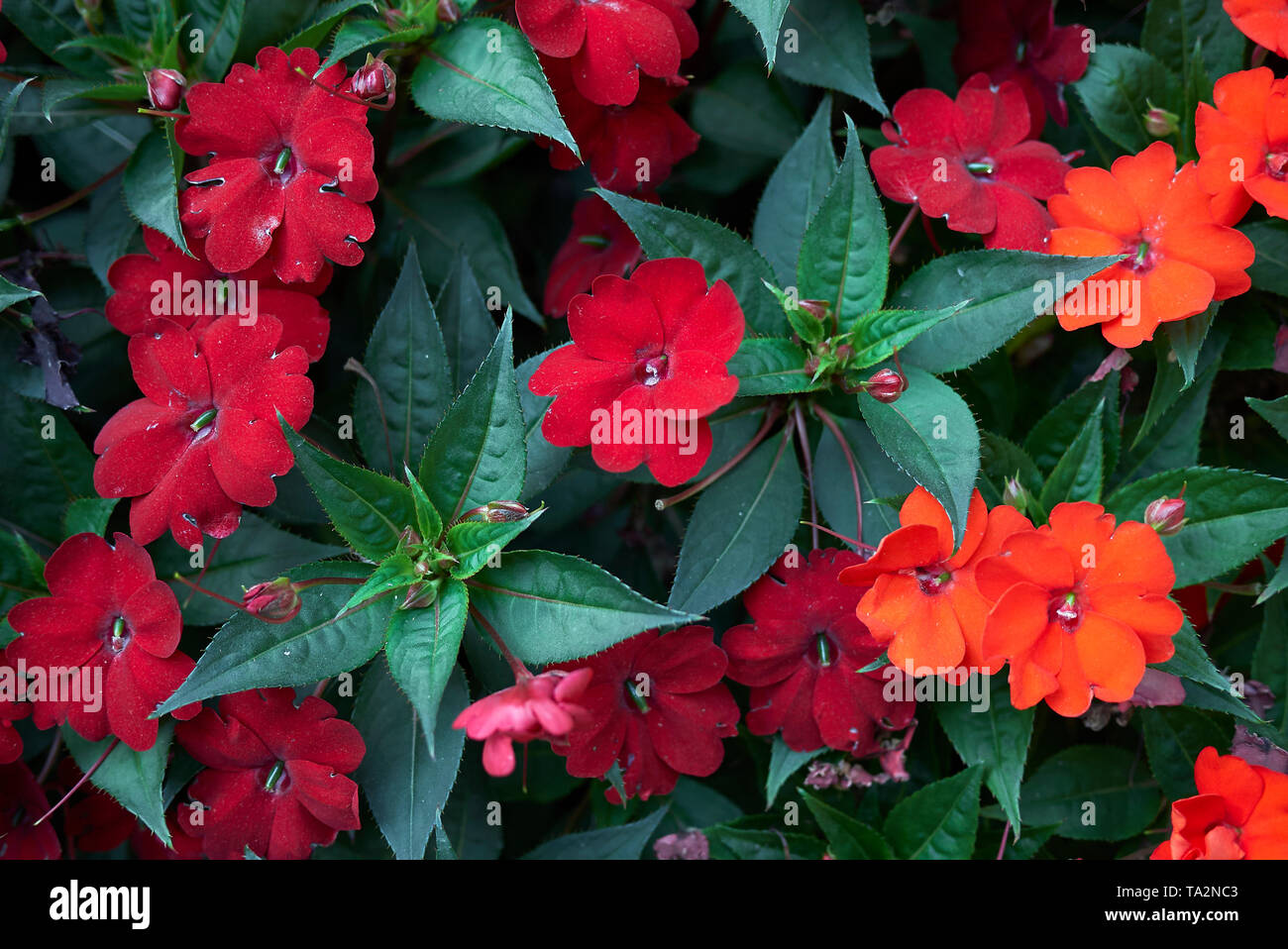 Les fleurs rouges d'Impatiens Nouvelle Guinée plantes Banque D'Images