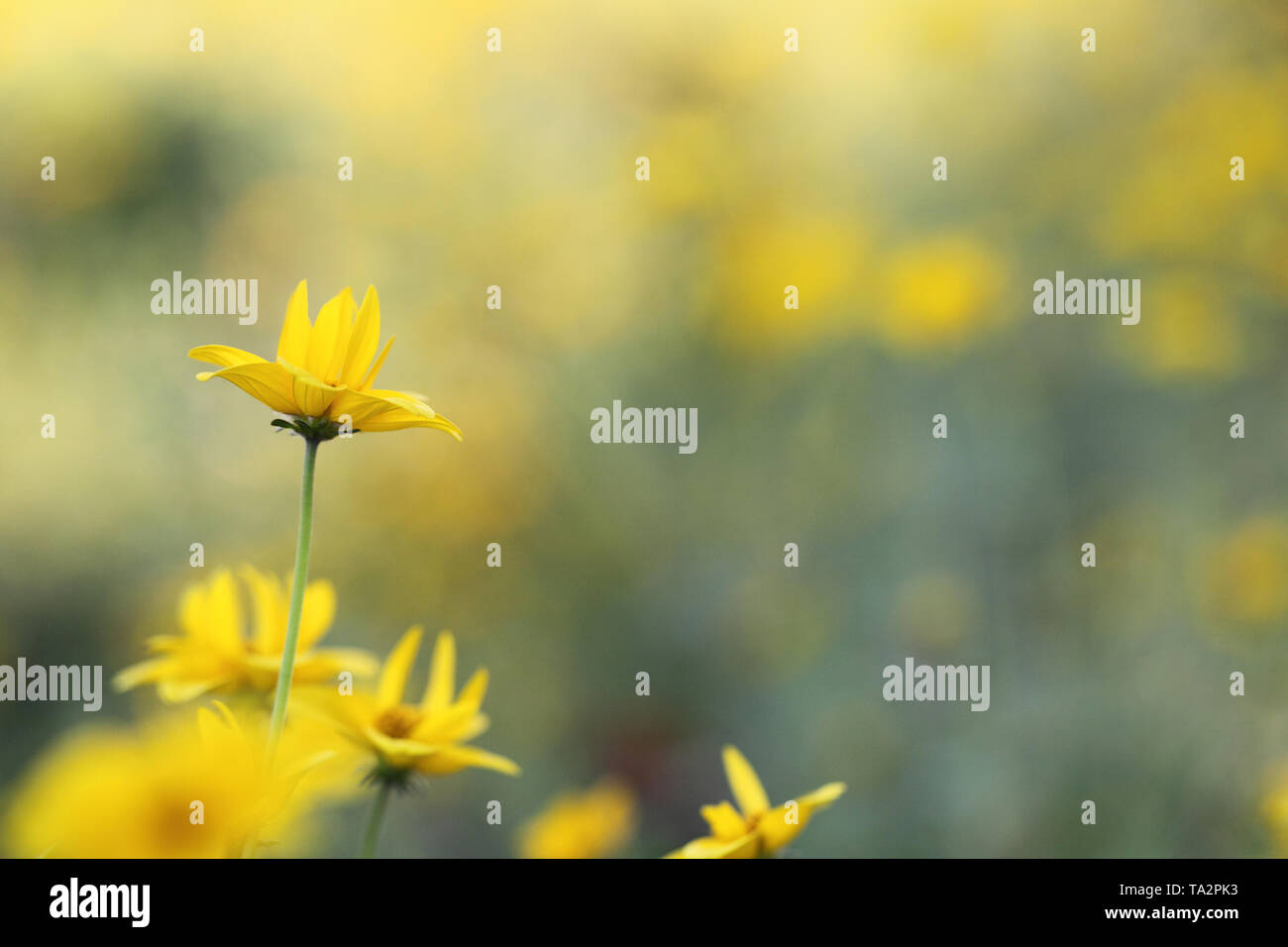 Fleurs jaunes au printemps Banque D'Images