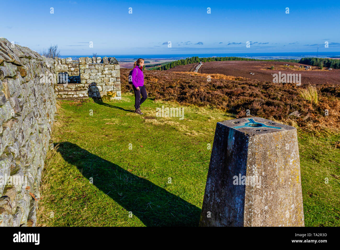 Le secoueur trig point sur le sommet de la colline, le site Ros ros d'âge de fer de château fort. Près de Chillingham, Northumberland, Angleterre. Novembre 2018. Banque D'Images