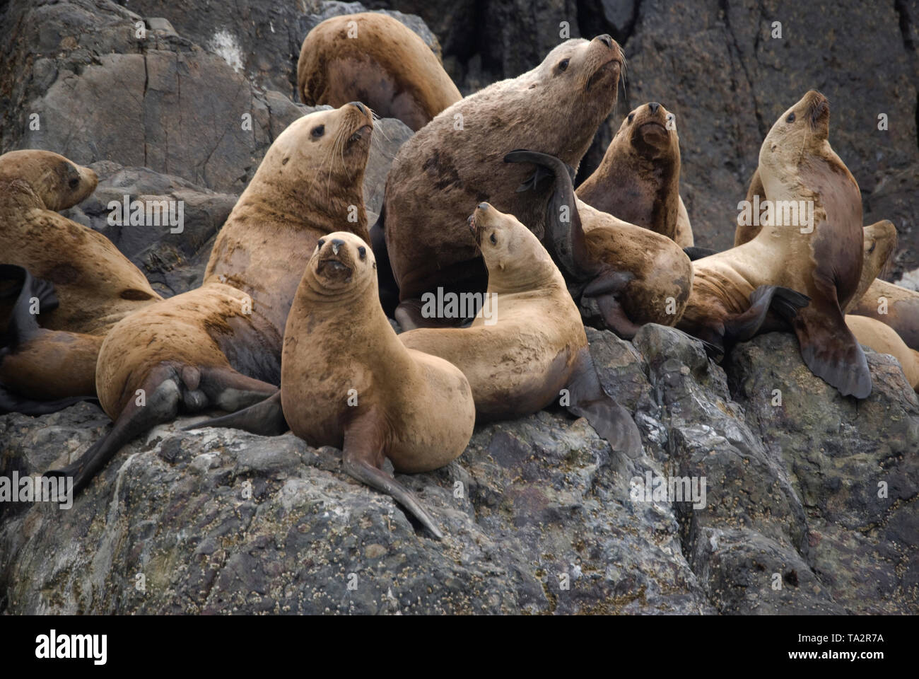 L'activité de pêche à l'île Langara, Haida Gwaii. Connu auparavant au Queen Charlotte Islands dans le nord de la Colombie-Britannique. Banque D'Images