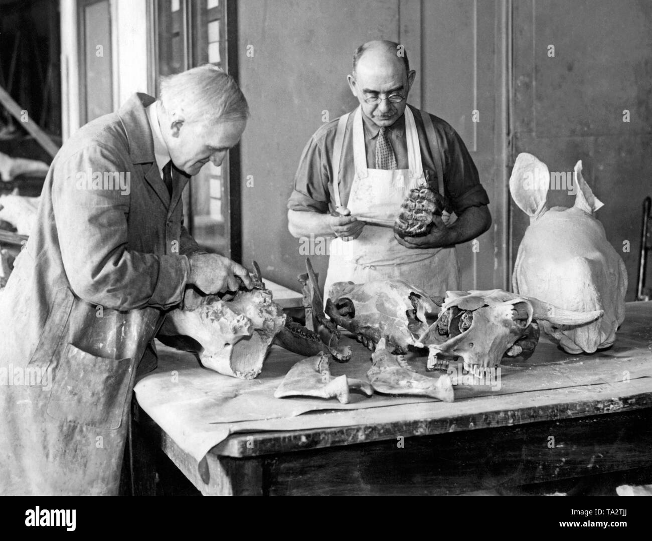 Les paléontologues Otto Falkenbarh (à gauche) et George Olson travailler sur des os de dinosaure fossilisé dans l'American Museum of Natural History. Banque D'Images