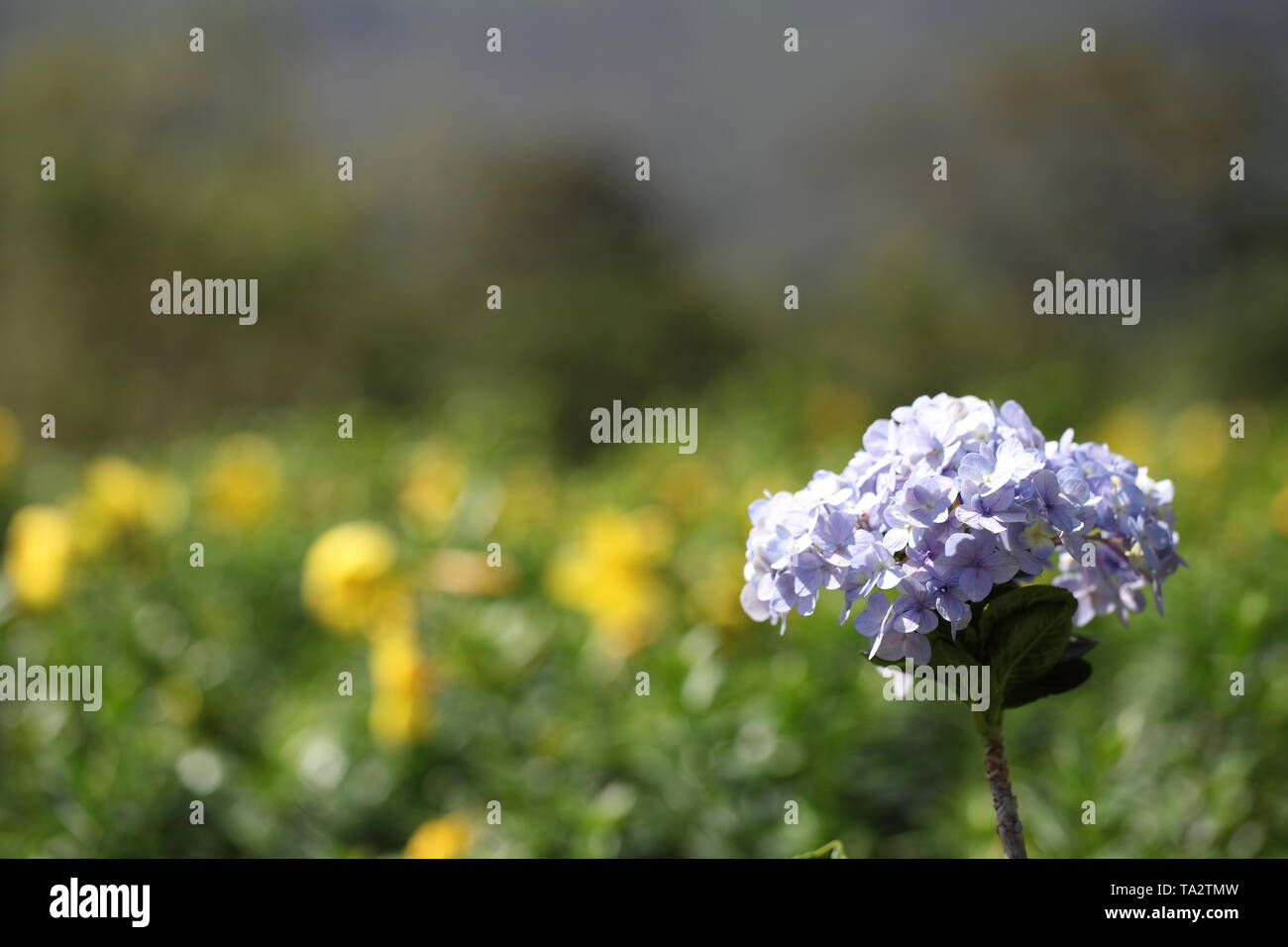 L'Hydrangea Flower Banque D'Images
