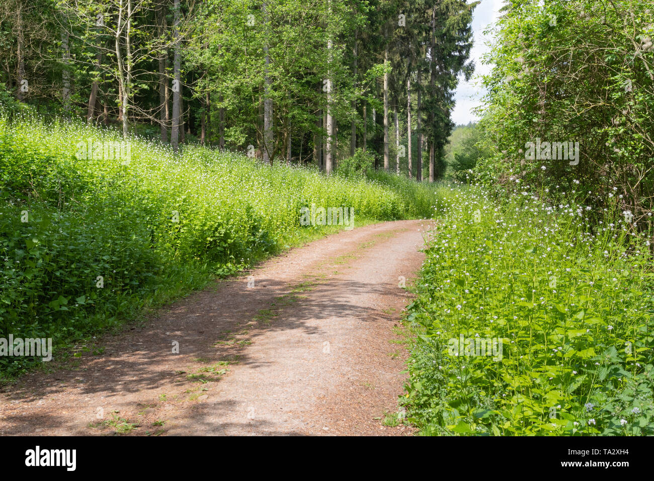 Balade en forêt bois Homefield, España, bordée de l'alliaire officinale (Alliaria petiolata) durant le mois de mai Banque D'Images