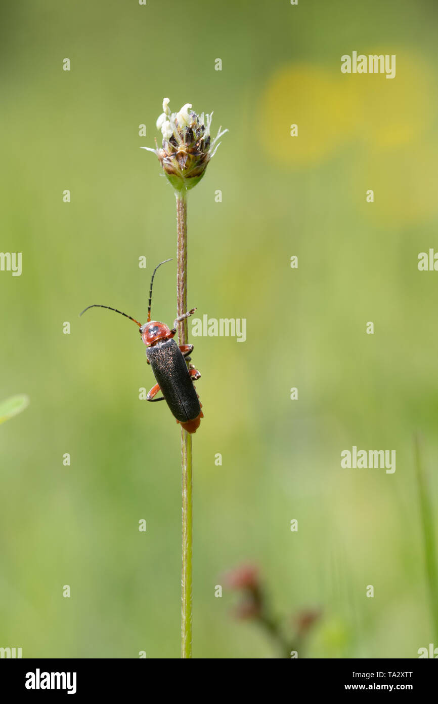 Soldat beetle (Cantharis rustica) sur une tige de la plante en mai, UK Banque D'Images