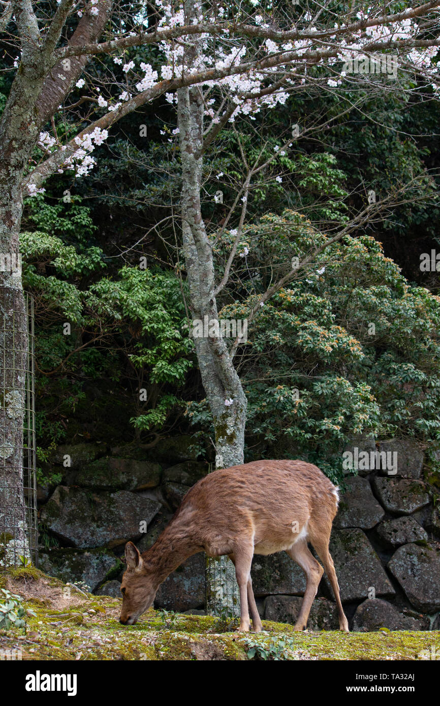 Cerfs japonais près de sanctuaire d'Itsukushima à Miyajima Banque D'Images