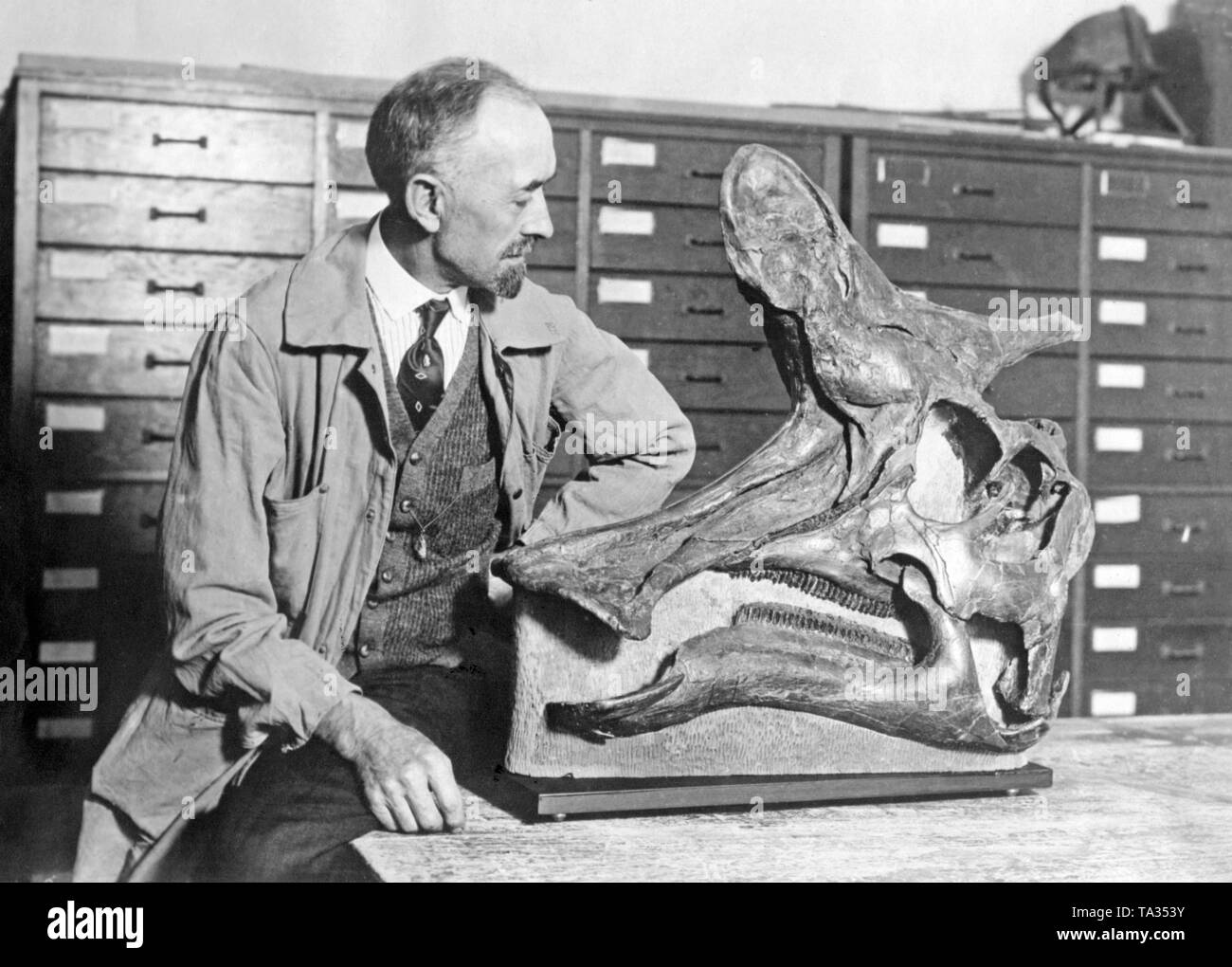Paul Miller, conservateur de la Walker Museum de Chicago, examine le crâne d'un dinosaure à bec de canard, ou des hadrosaures. Le crâne a été trouvé au Canada. Le nom scientifique du dinosaure est Lambeosaurinae et vécu en Amérique du Nord d'aujourd'hui quelques millions d'années. C'était une perle rare. Banque D'Images