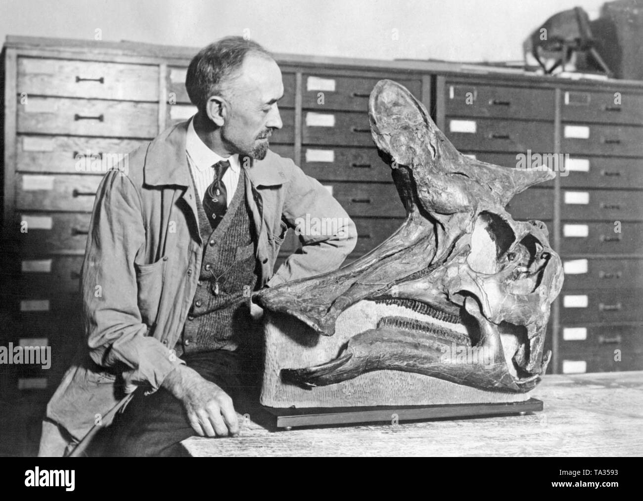 Cette photo montre Paul C. Miller, le conservateur du musée de Walker, à l'Université de Chicago, en examinant le crâne d'un dinosaure à bec de canard, hadrosaurus. Le crâne a été trouvé au Canada. Le nom scientifique du dinosaure est Lambeosaurus et vivent en Amérique du Nord quelques millions d'années. Banque D'Images