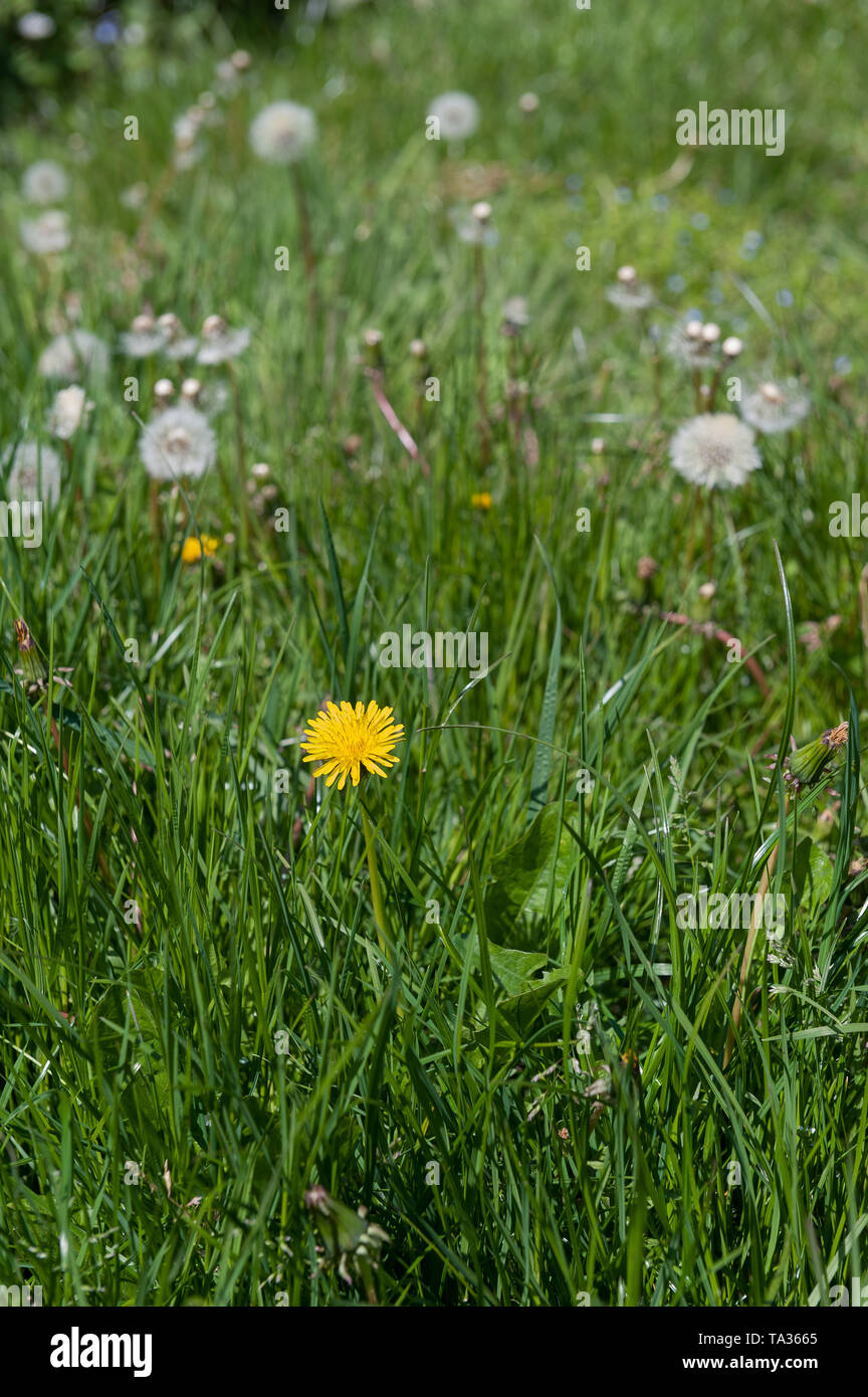 Les fleurs jaune vif et 'Réveil' seedheads du pissenlit, Taraxacum officinalis, croître rapidement dans une pelouse dans le besoin de couper Banque D'Images