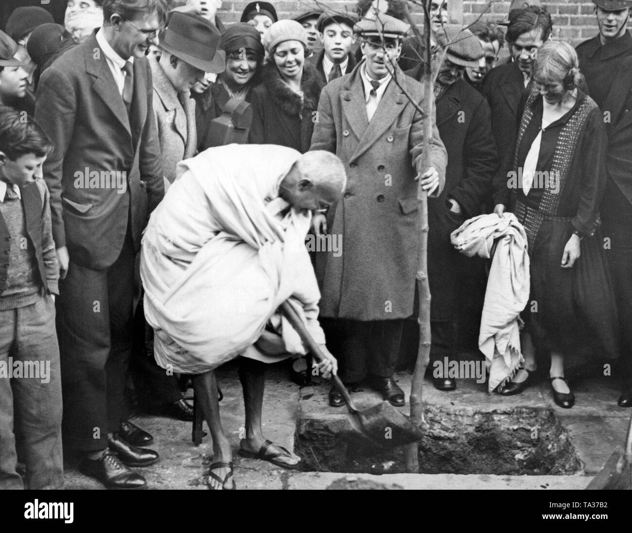 Le leader nationaliste indien Mahatma Gandhi est planter un arbre à Londres en face de Kingsley Hall, un centre communautaire dans l'Est de Londres. Banque D'Images