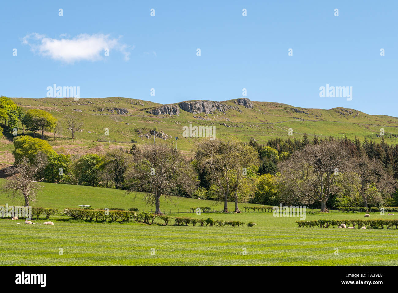 Colline de roches pourrait derrière la ville de Largs Ecosse à Ayrshire typique sur les terres agricoles avec les jeunes agneaux, arbres et haies dans la distance agai Banque D'Images