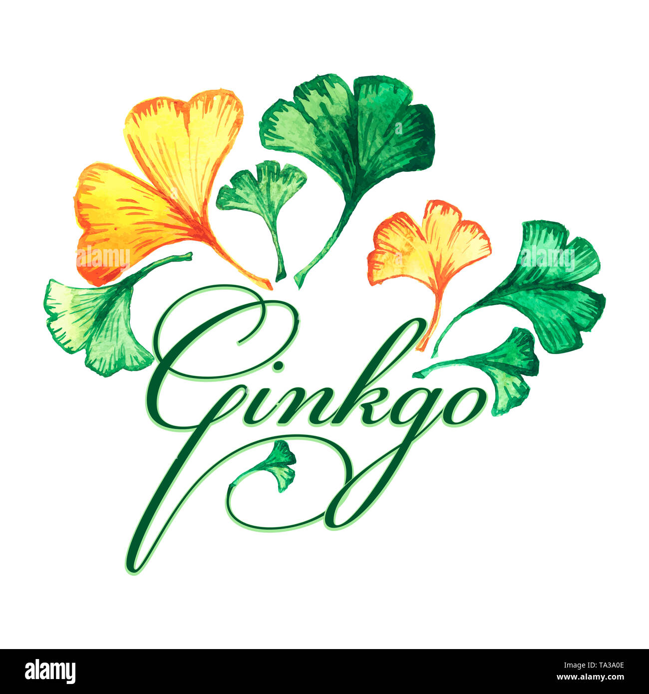 Le logo avec le ginkgo biloba feuilles. Aquarelle Banque D'Images