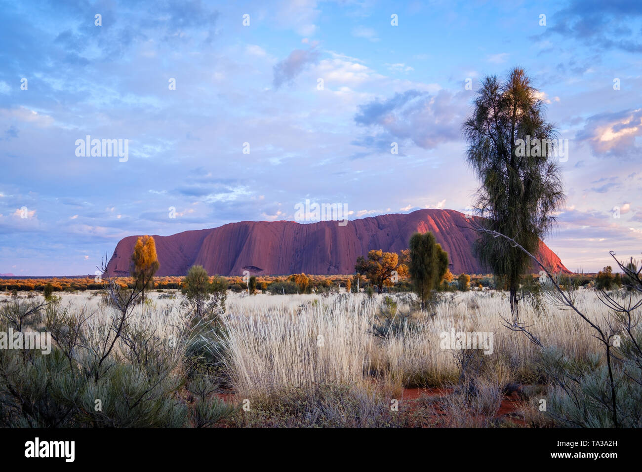 Lever du soleil sur Uluru (Ayer's Rock), Territoire du Nord, Australie Banque D'Images