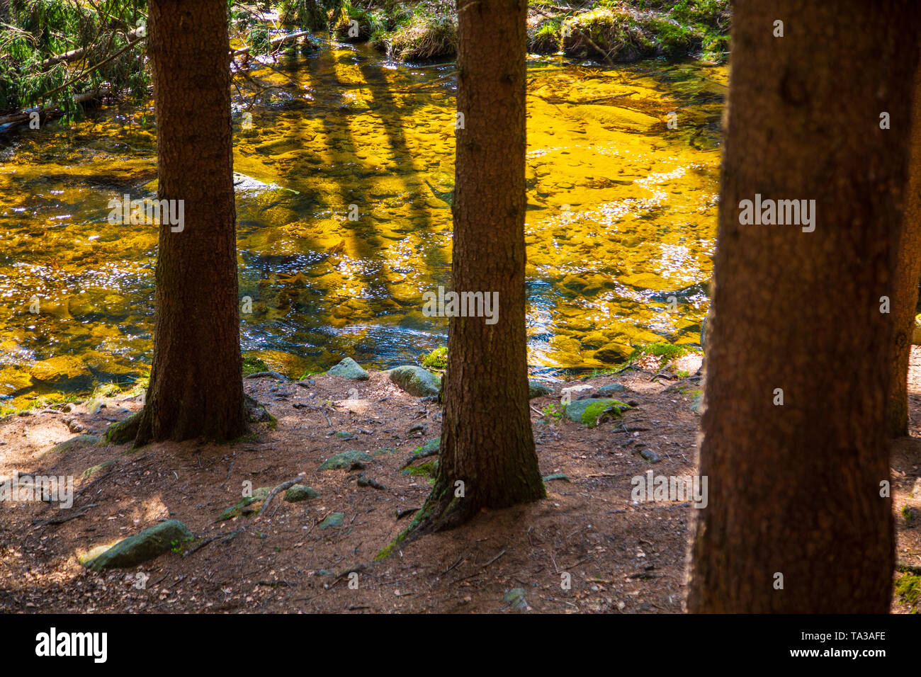 Flux naturel d'or sous le soleil de la forêt de montagne Banque D'Images