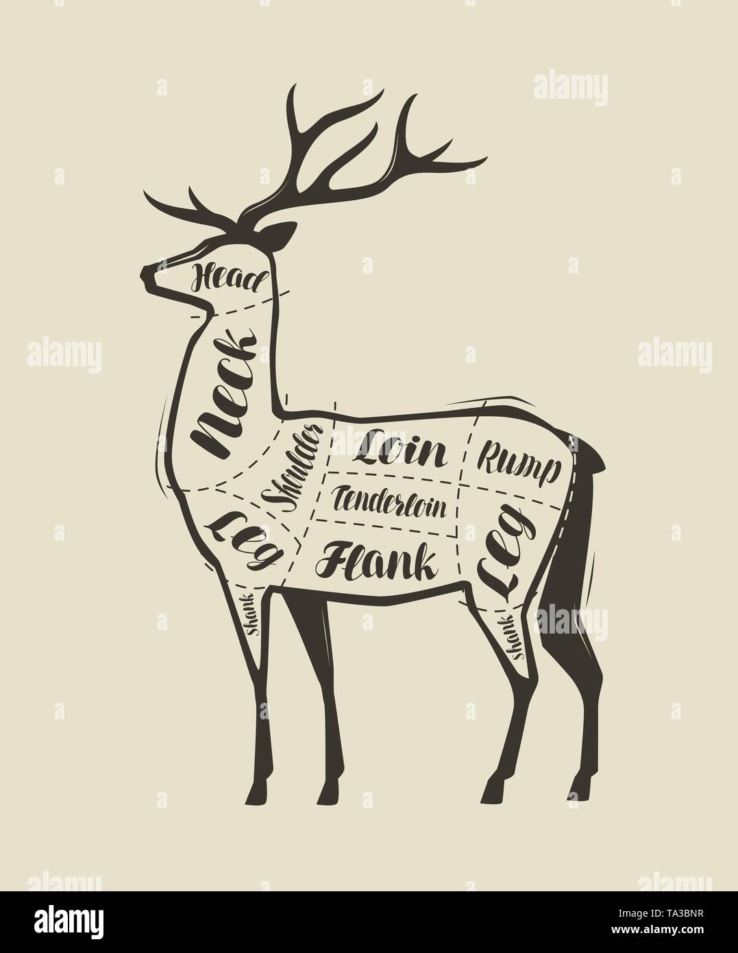 Couper la viande de cerf. Menu de restaurant ou de boucherie. Vector vintage Illustration de Vecteur