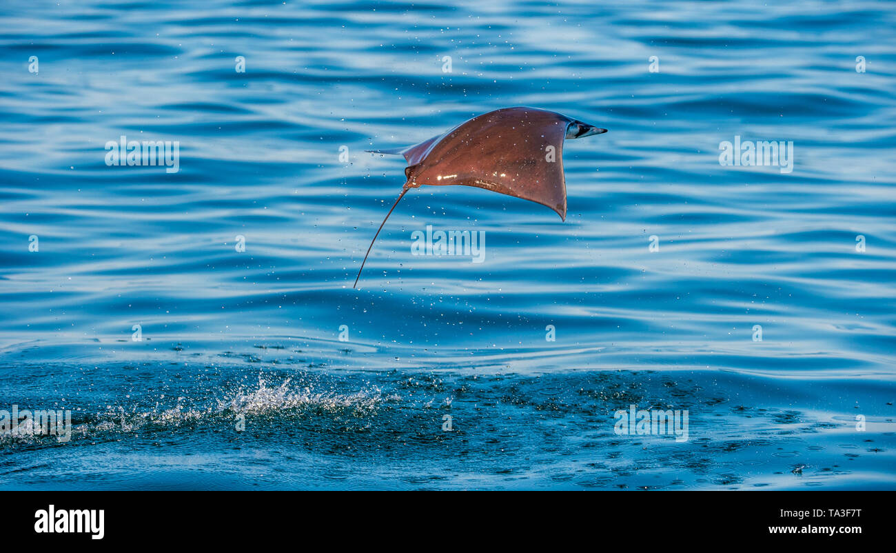 Mobula ray sautant de l'eau. Mobula munkiana, connu sous le nom de Manta de Monk, Munk, ray devil devil pygmée ray, smoothtail mobula, est une espèce o Banque D'Images