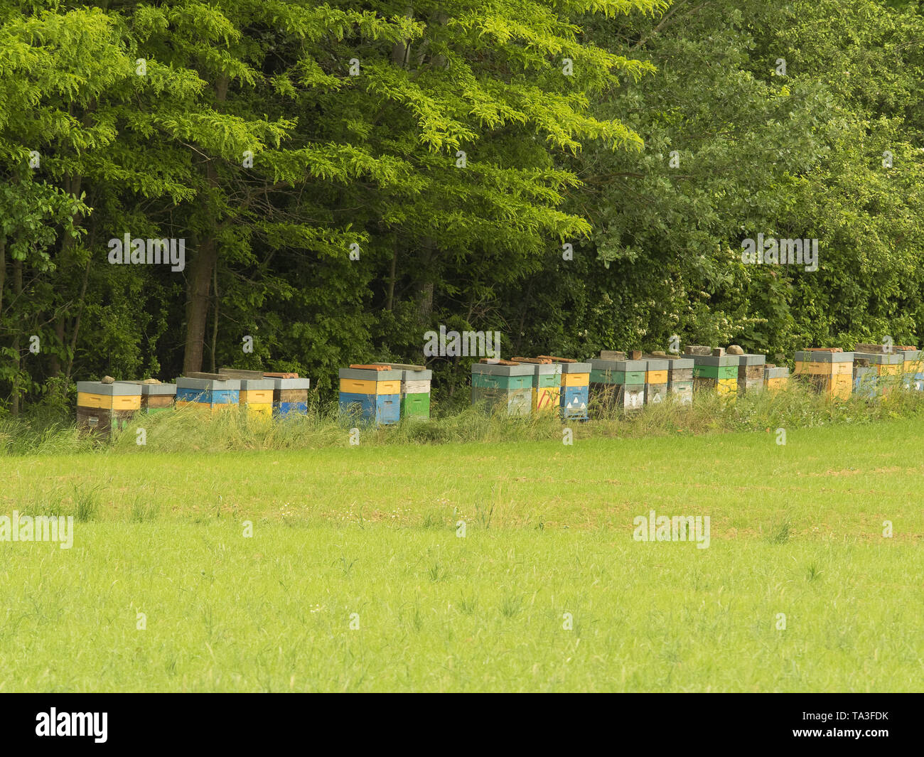 Rangée de ruches colorées dans un champ d'arbres forestiers dans l'arrière-plan Banque D'Images