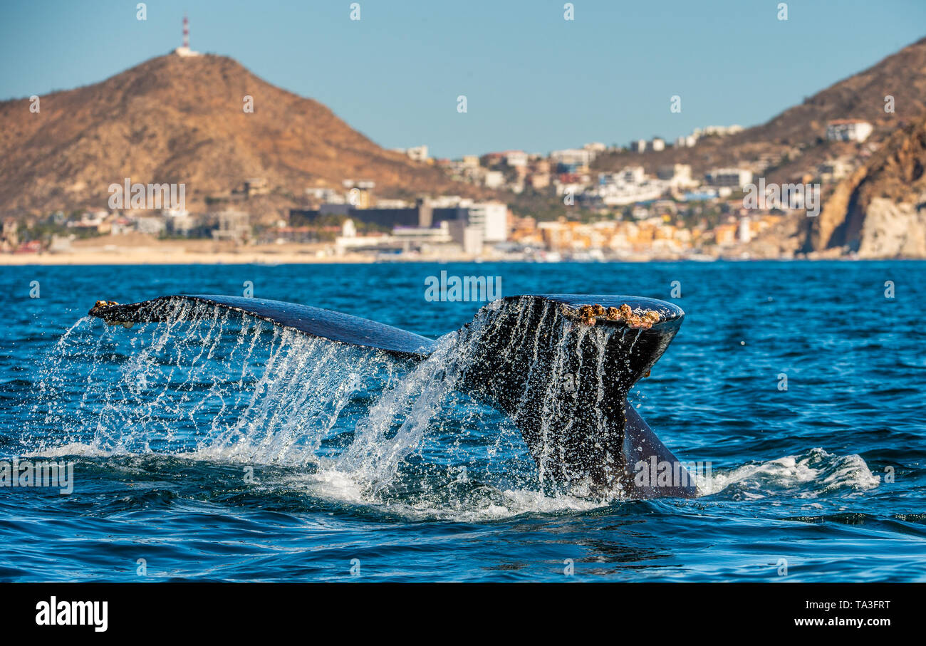 Queue de la baleine à bosse puissante au-dessus de la surface de l'océan. Nom scientifique : Megaptera novaeangliae. L'habitat naturel. L'océan Pacifique, près de la G Banque D'Images