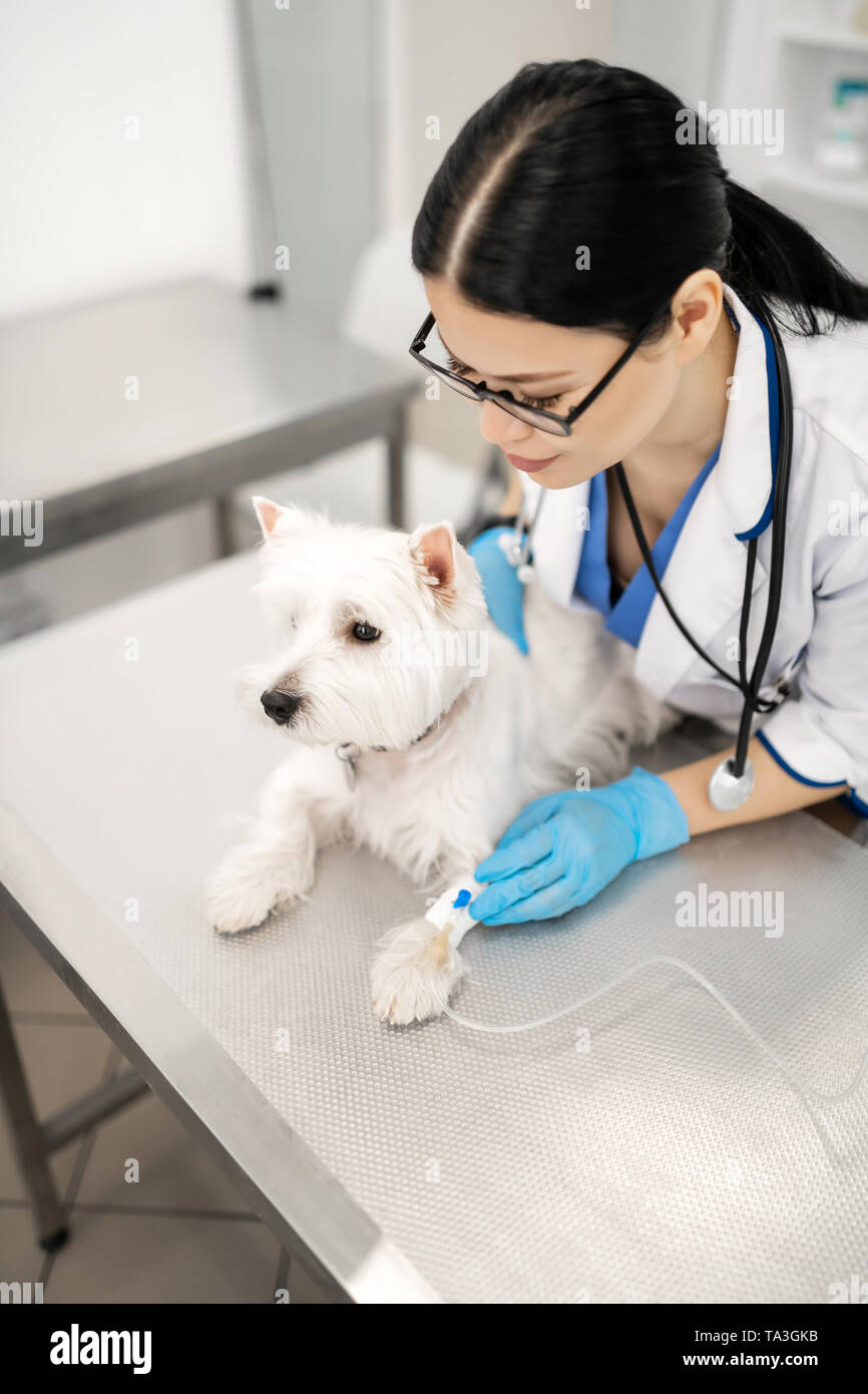 Chien blanc couché sur la table en métal alors que la configuration de l'EFP le goutte-à-goutte Banque D'Images