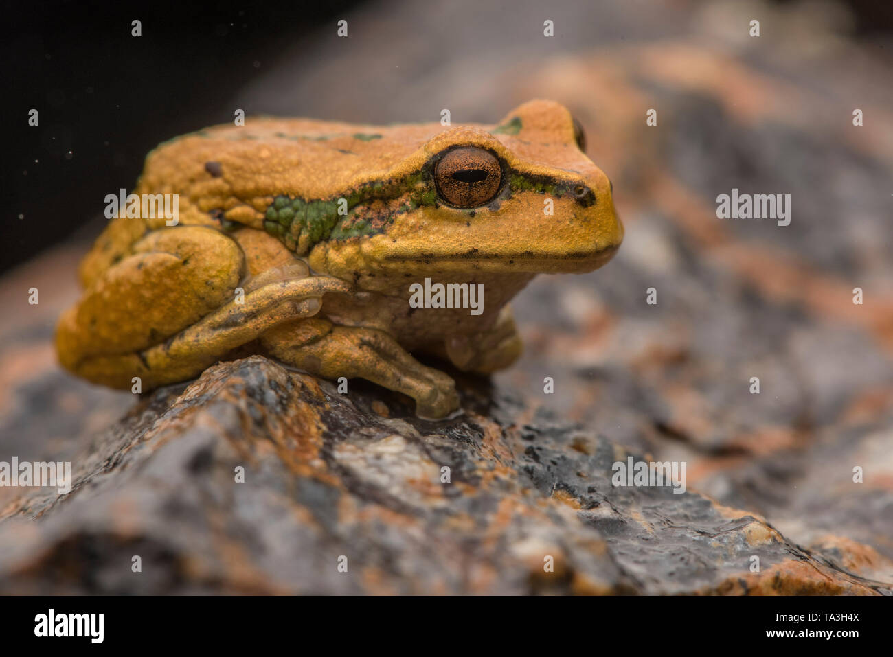 L'Abra Acanacu marsupial frog (Gastrotheca excubitor) est une espèce endémique et menacée frog trouvés dans la puna andine du Pérou dans la prairie. Banque D'Images