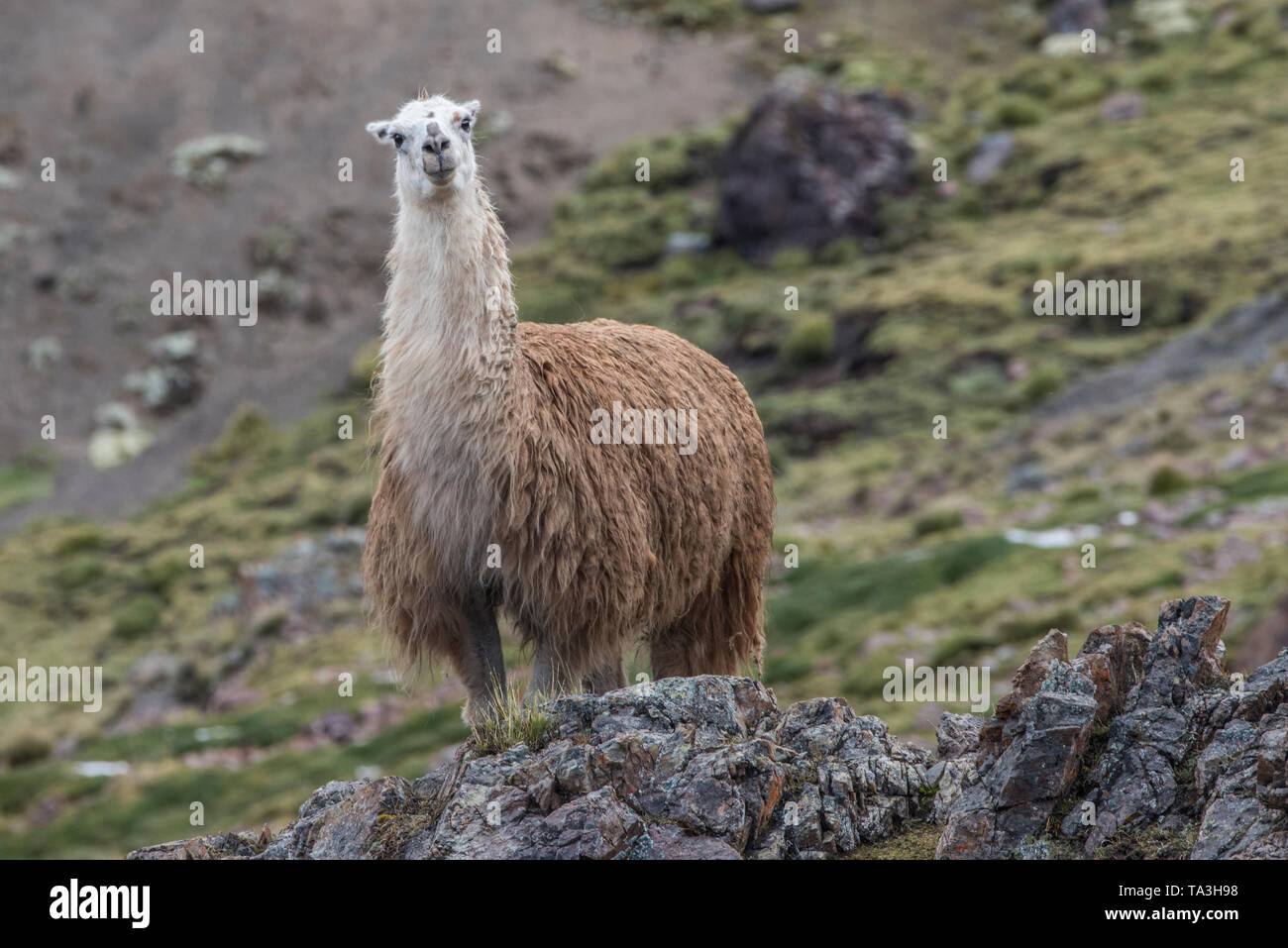 Une branche de lama (Lama glama) de la puno des hautes Andes du Sud du  Pérou. Leur fourrure sera utilisé pour tricoter des pulls et des chapeaux  Photo Stock - Alamy