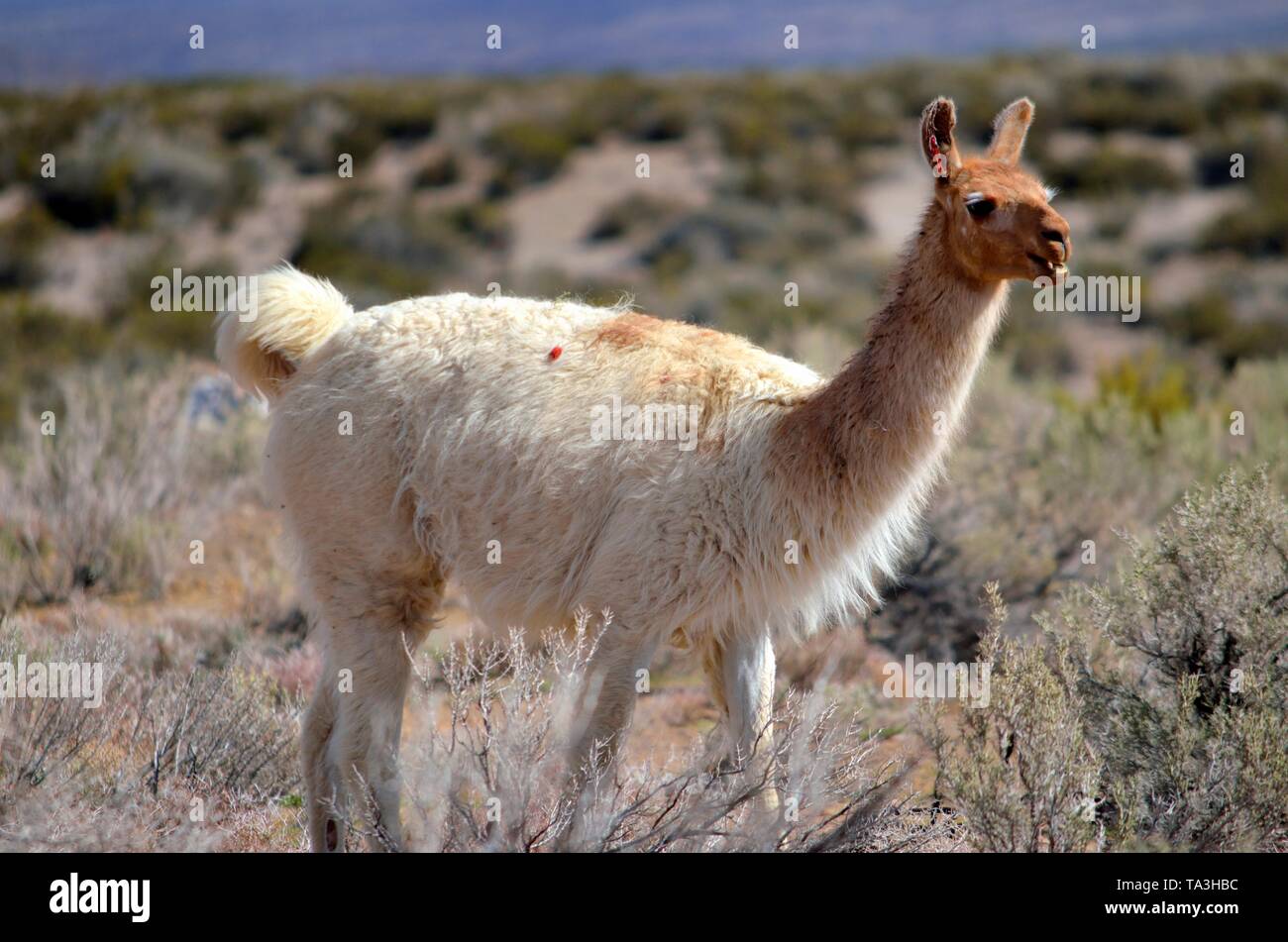 Lama glama, lama, Chili, Désert d'Atacama Banque D'Images
