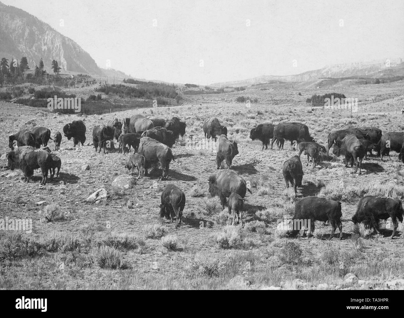 Troupeau de bisons dans le Parc National de Yellowstone dans le Wyoming. Banque D'Images Troupeau de bisons dans le Parc National de Yellowstone dans le Wyoming. Banque D'Images