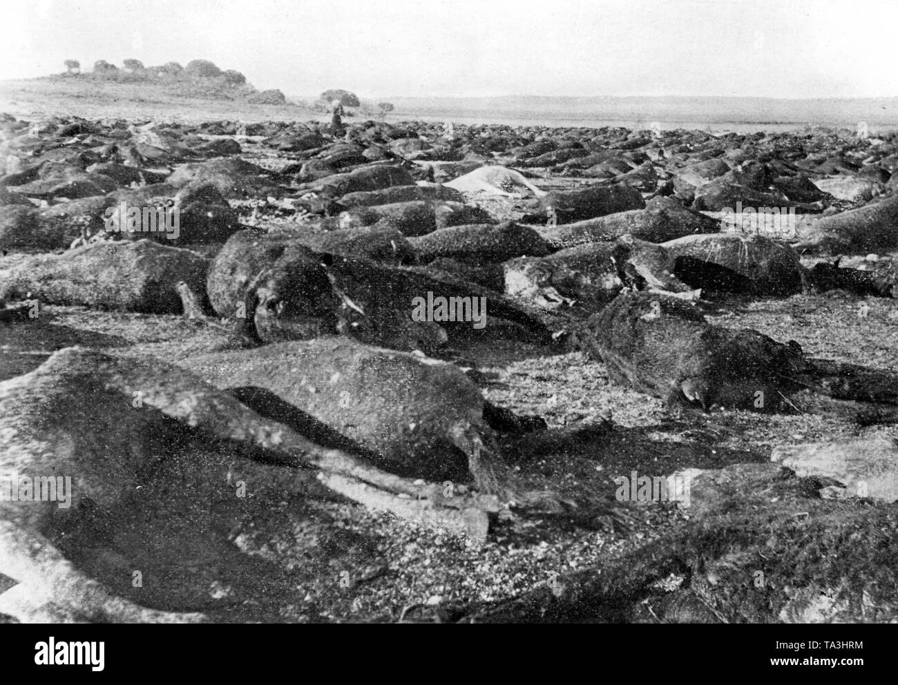 Détruit les fermes des Boers 1899-1902, l'Union africaine - la guerre des Boers, République d'Afrique du Sud, de l'histoire. Photo non datée. La photo a été envoyé à des fins de propagande en 1940. Banque D'Images