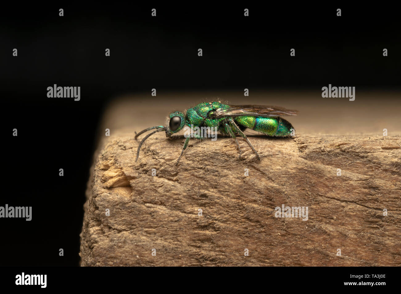 Cuckoo wasp wasp ou emerald (Chrysididae) sur la planche de bois Banque D'Images