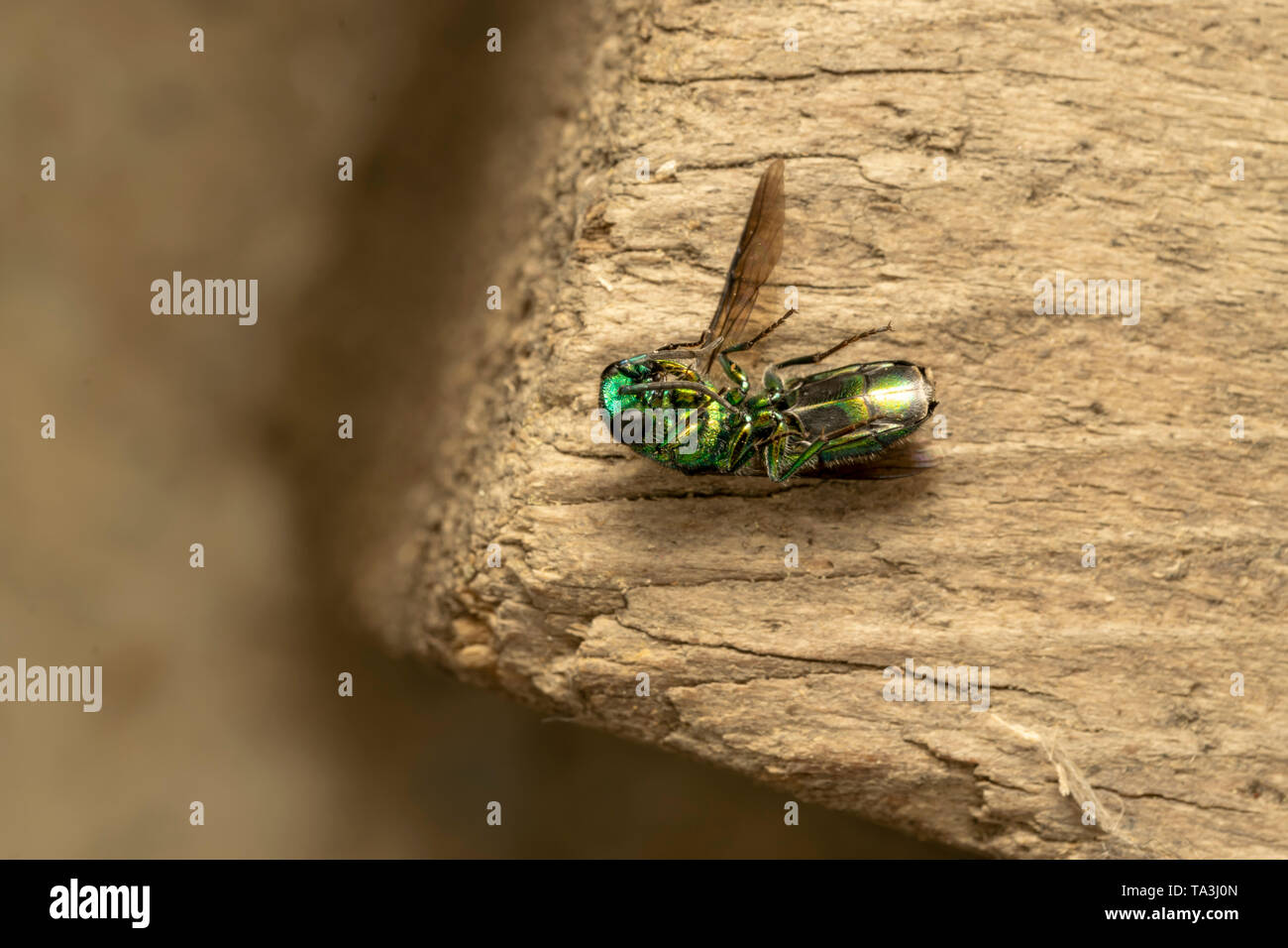 Cuckoo wasp wasp ou emerald (Chrysididae) sur la planche de bois Banque D'Images