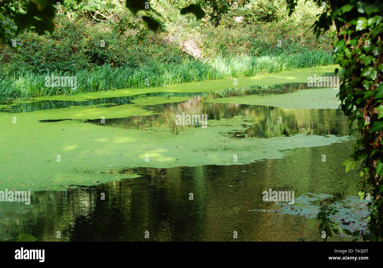 Mauvaises herbes canard, Lemna, sur un ruisseau à Kimberley Park Banque D'Images