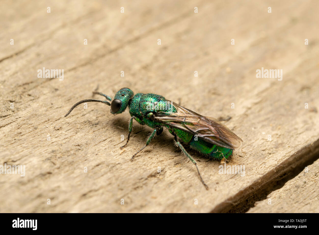 Cuckoo wasp wasp ou emerald (Chrysididae) sur la planche de bois Banque D'Images