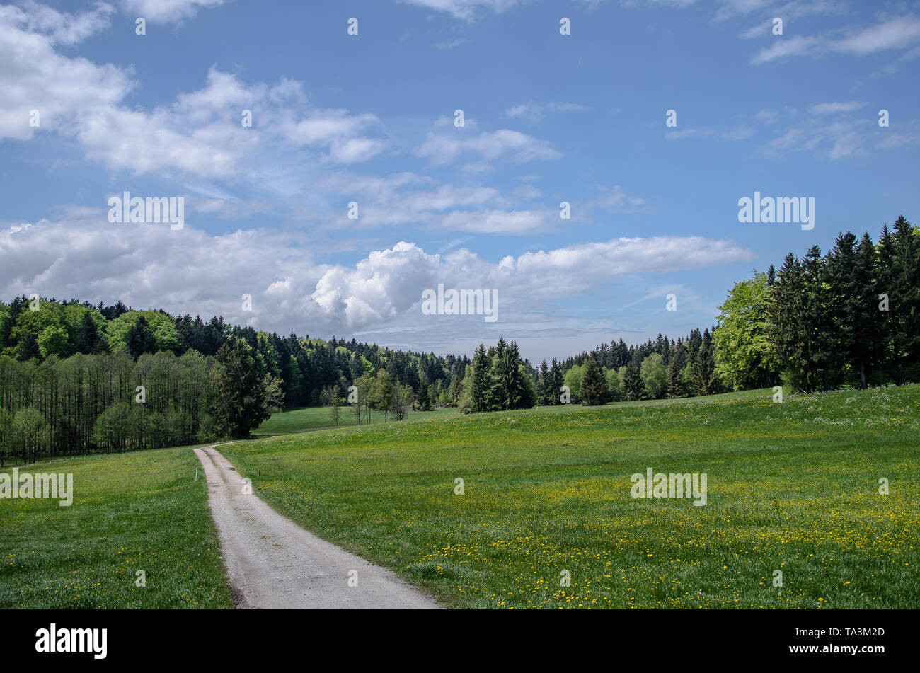 Au printemps dans les prairies de montagne des Alpes de Bavière avec un blanc et bleu ciel au-dessus Banque D'Images