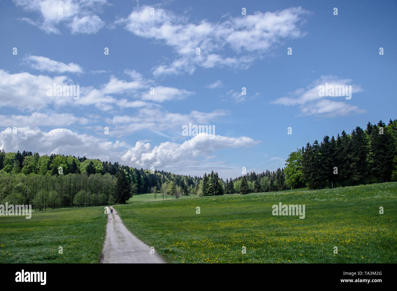 Au printemps dans les prairies de montagne des Alpes de Bavière avec un blanc et bleu ciel au-dessus Banque D'Images