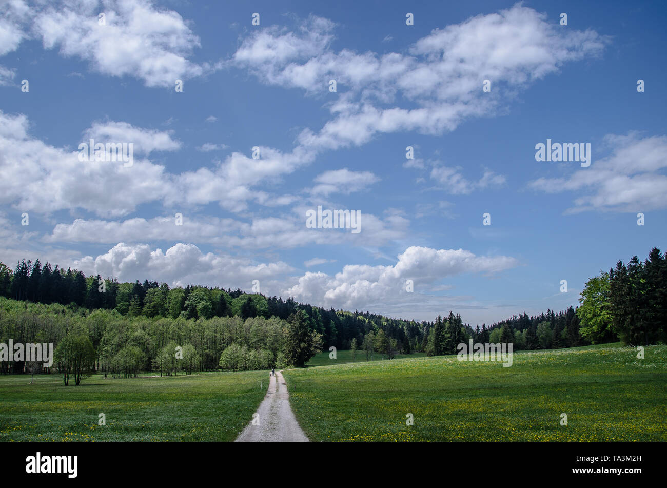 Au printemps dans les prairies de montagne des Alpes de Bavière avec un blanc et bleu ciel au-dessus Banque D'Images
