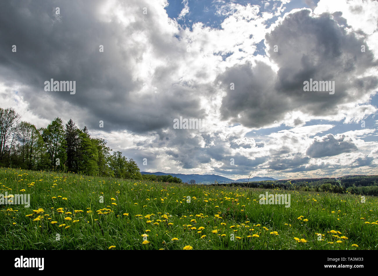 Au printemps dans les prairies de montagne des Alpes de Bavière avec un blanc et bleu ciel au-dessus Banque D'Images