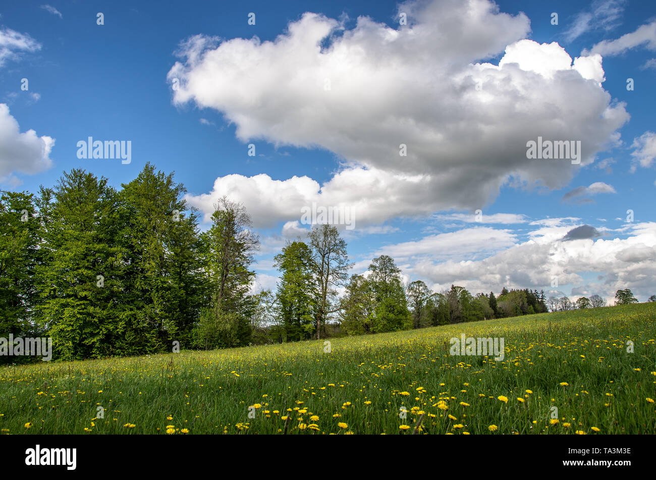 Au printemps dans les prairies de montagne des Alpes de Bavière avec un blanc et bleu ciel au-dessus Banque D'Images