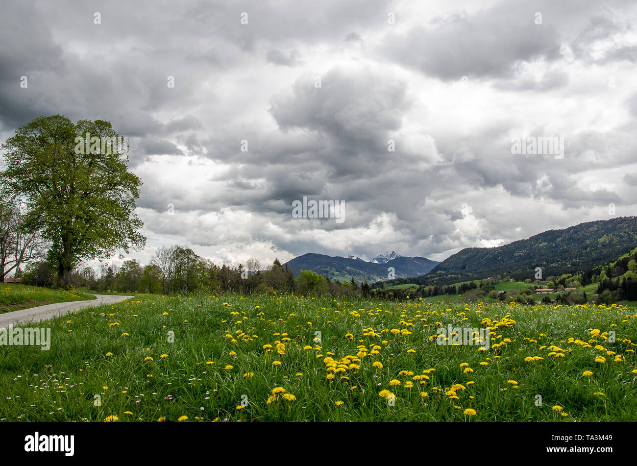 Au printemps dans les prairies de montagne des Alpes de Bavière avec des nuages de pluie Banque D'Images