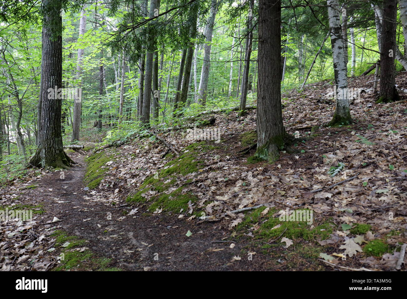 Forêt de nombreux types d'arbres sur une pente en été Banque D'Images