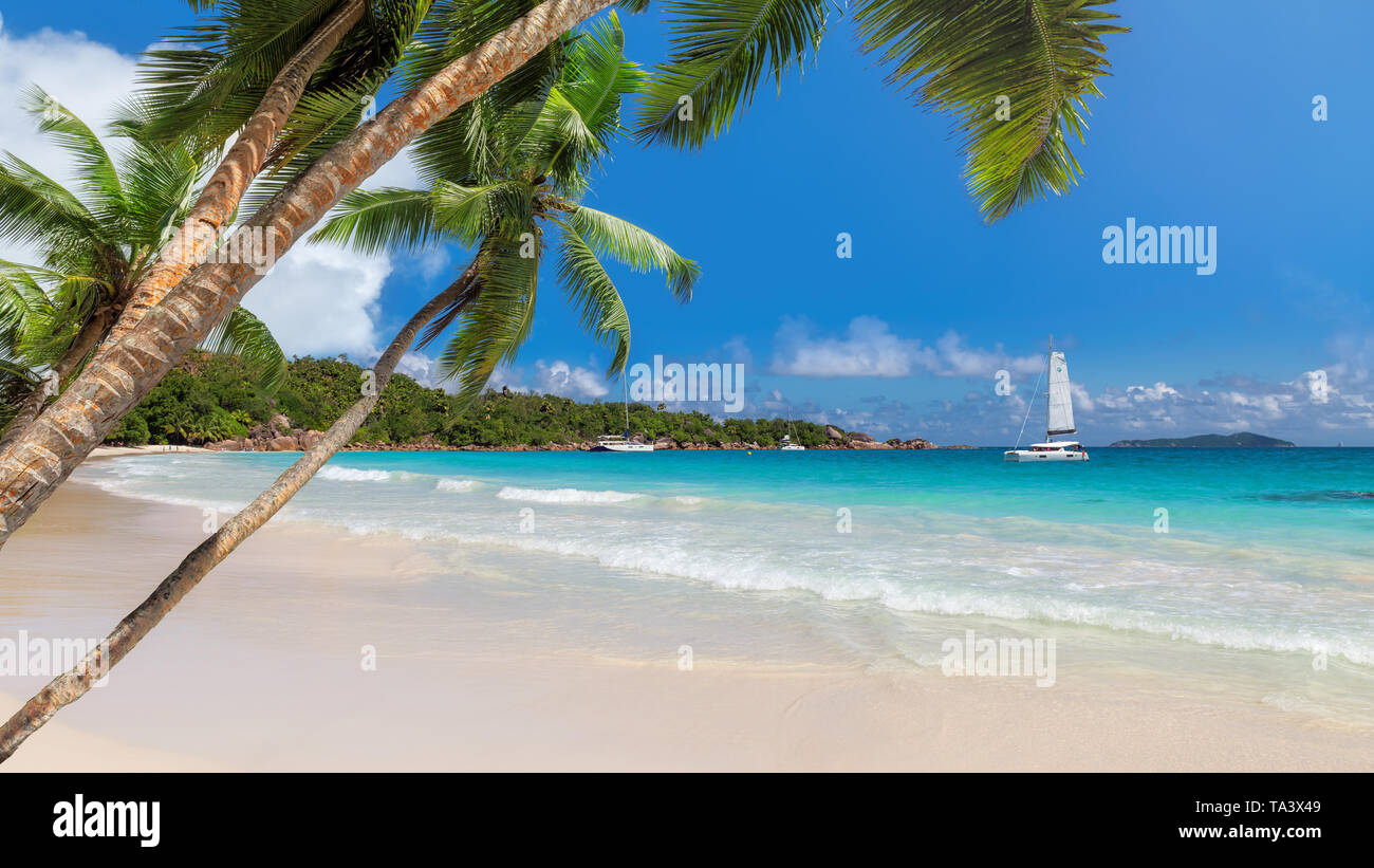Plage de sable avec des cocotiers et un voiliers dans la mer turquoise Banque D'Images
