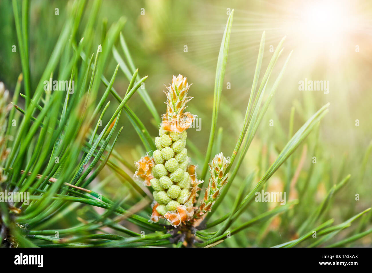 Pinus sylvestris, inflorescence mâle. Des cônes de conifères pin male - petit, jaune, recueillie dans un grand groupe, sur les jeunes pousses de pin. Banque D'Images