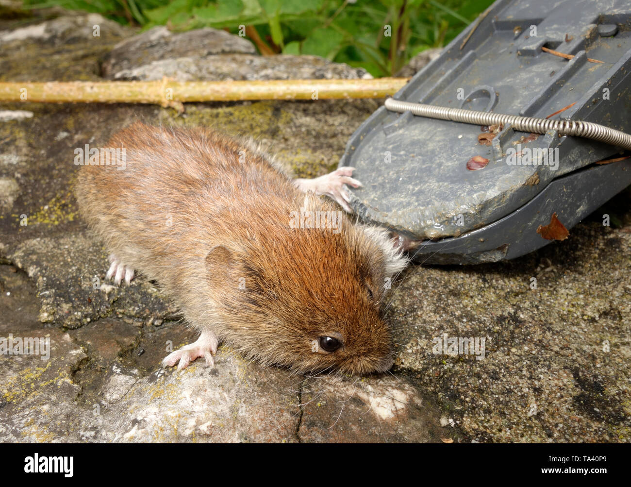 Myodes glareolus campagnol roussâtre Clethrionomys glareolus ; ou avec la branche avant pris dans un piège à souris. Banque D'Images