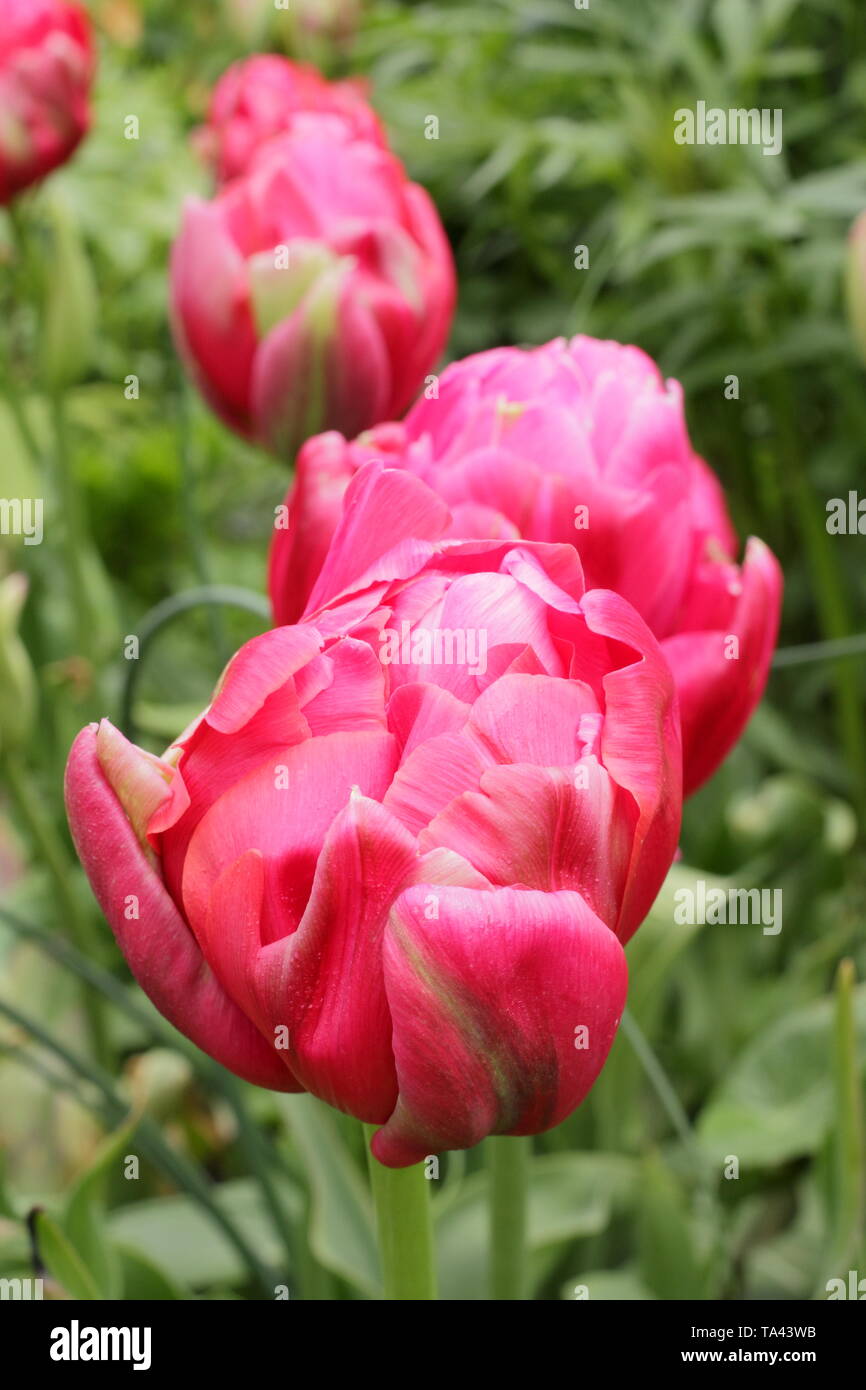Tulipa renommée 'unique'. Tall, fleurs roses profonde de renommée 'unique' tulip - UK Banque D'Images