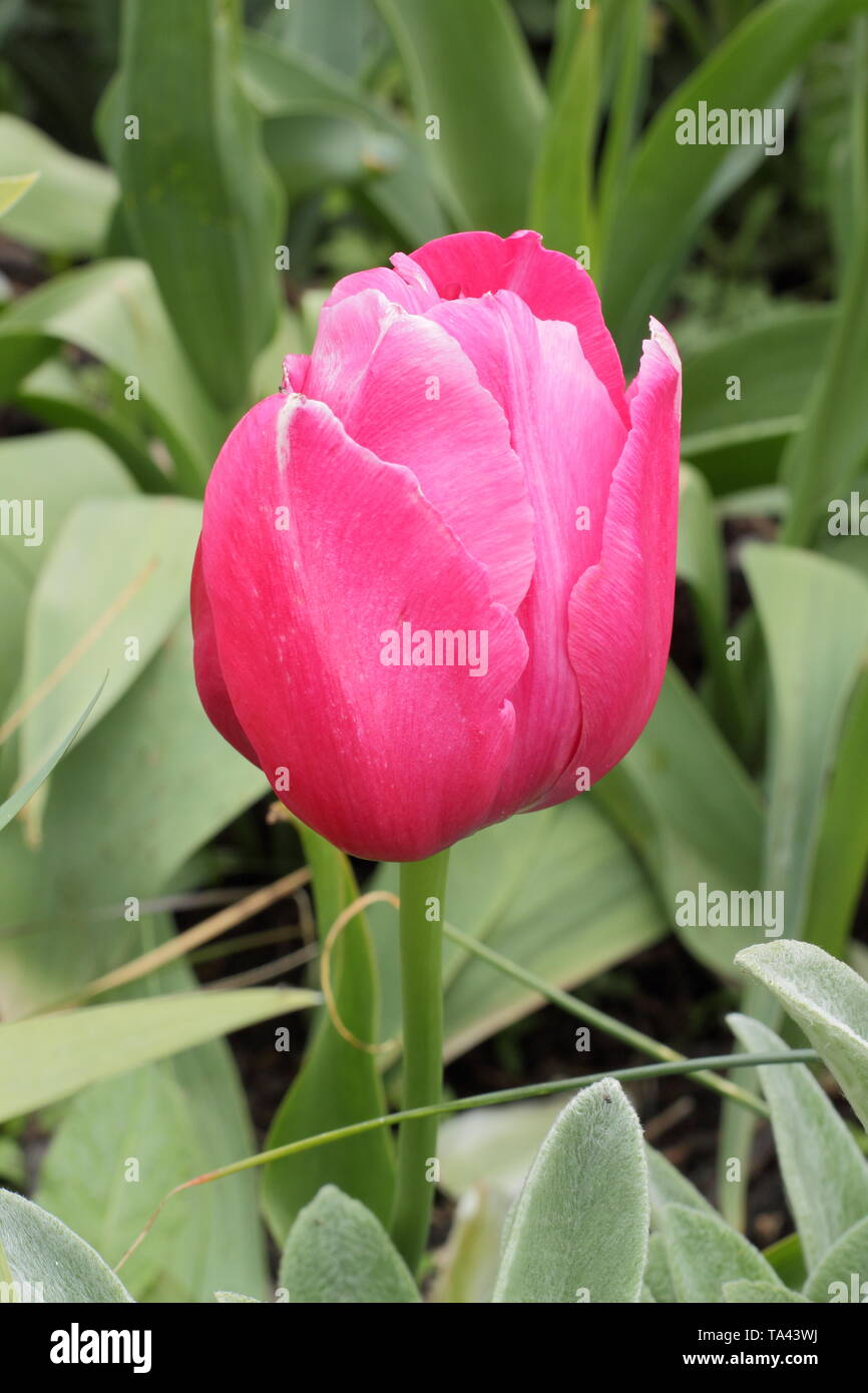 Tulipa renommée 'unique'. Tall, fleurs roses profonde de renommée 'unique' tulip - UK Banque D'Images