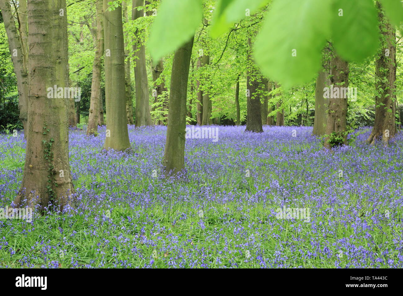 Renishaw Hall and gardens, Derbyshire, Royaume-Uni. Bluebells (hyacinthoides scripta) dans le jardin boisé dans le Derbyshire UK Banque D'Images