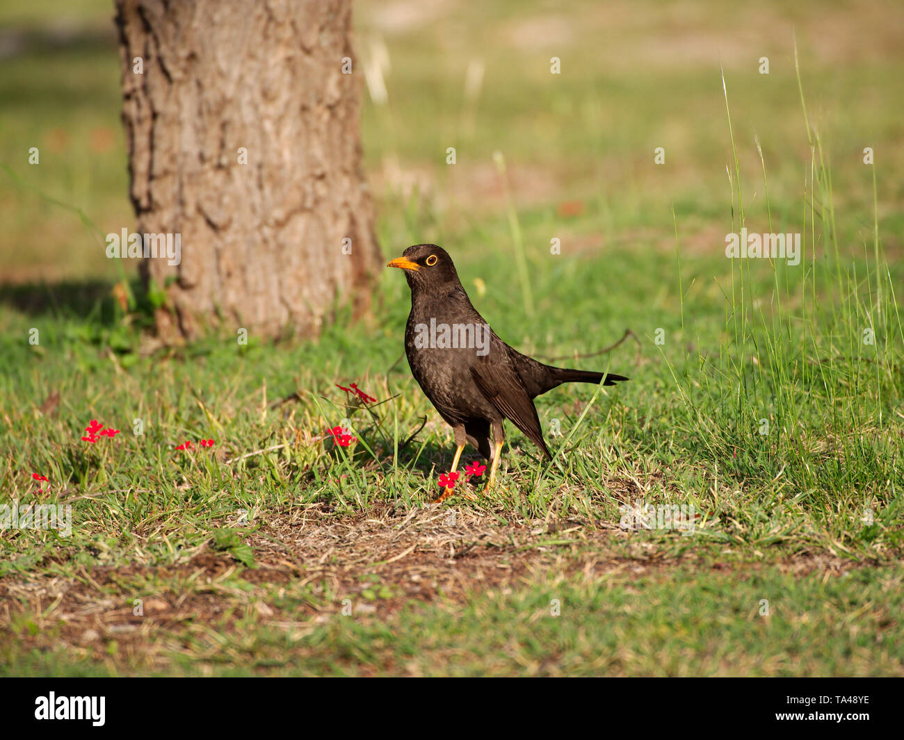 Un aspect brillant-noir (Turdus thorogobius) et rouge à la verveine (vervain) fleurs à Villa de Merlo, San Luis, Argentine. Banque D'Images