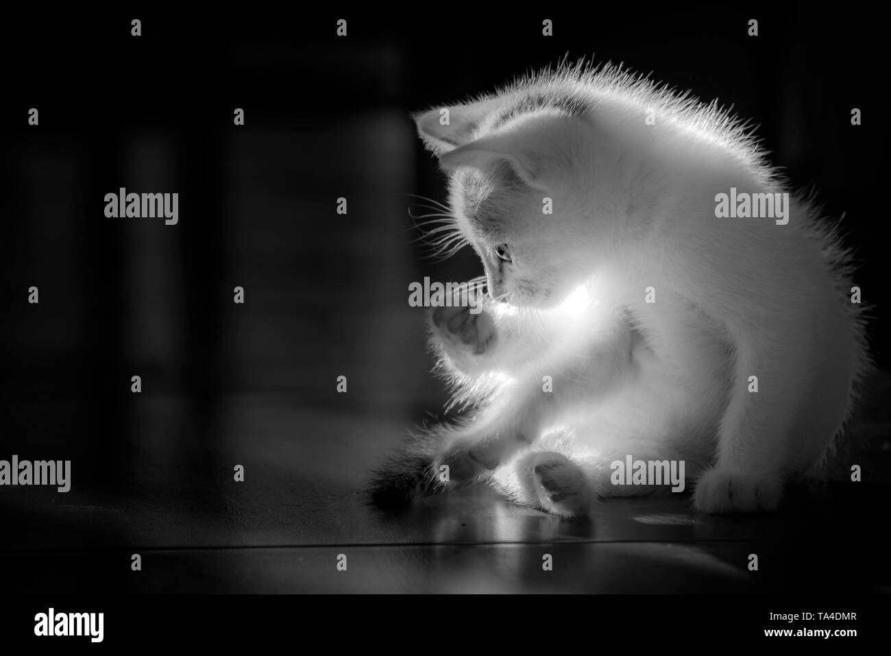 Les petits chats blancs sont eux-mêmes lécher nettoyer eux-mêmes. Banque D'Images