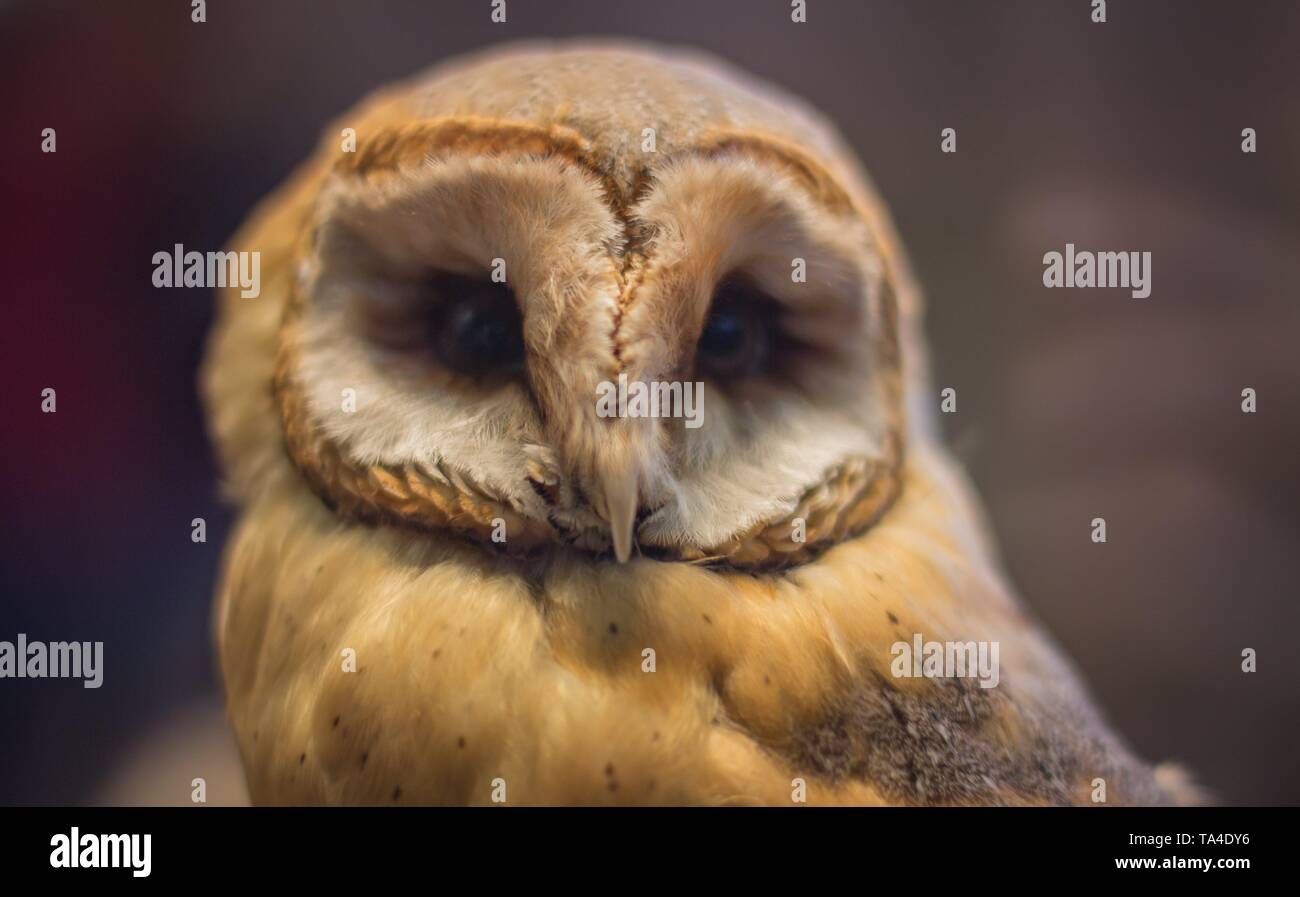 Fermer image d'un oiseau à plumes néerlandais aux Pays-Bas Banque D'Images Fermer image d'un oiseau à plumes néerlandais aux Pays-Bas Banque D'Images