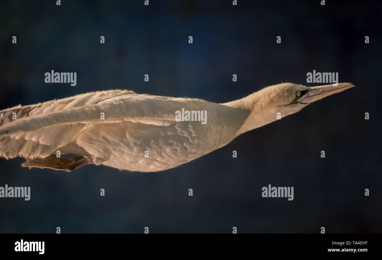 Fermer image d'un oiseau à plumes néerlandais aux Pays-Bas Banque D'Images Fermer image d'un oiseau à plumes néerlandais aux Pays-Bas Banque D'Images